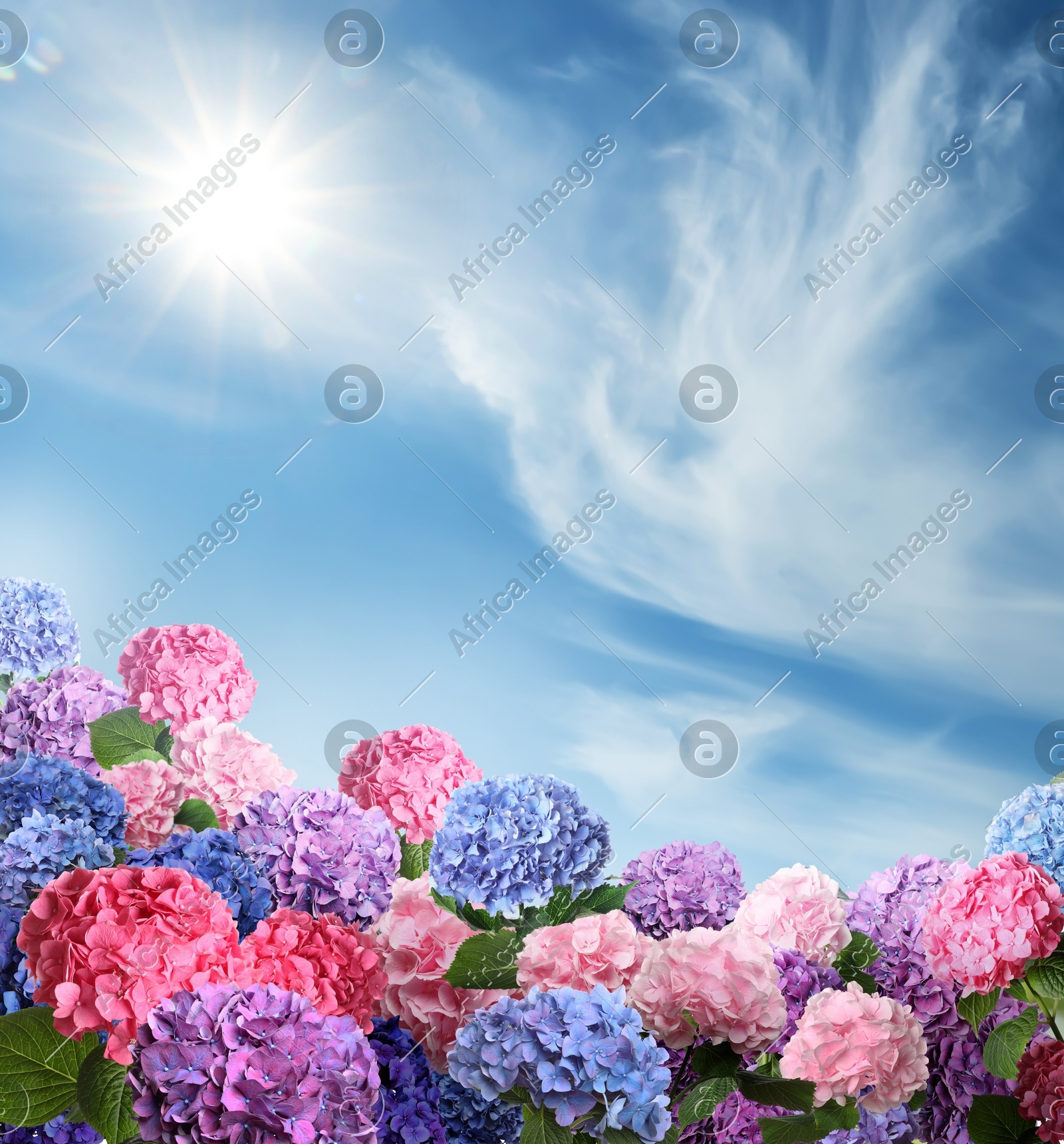 Many different beautiful hortensia flowers against blue sky Image of Many different beautiful hortensia flowers against blue sky