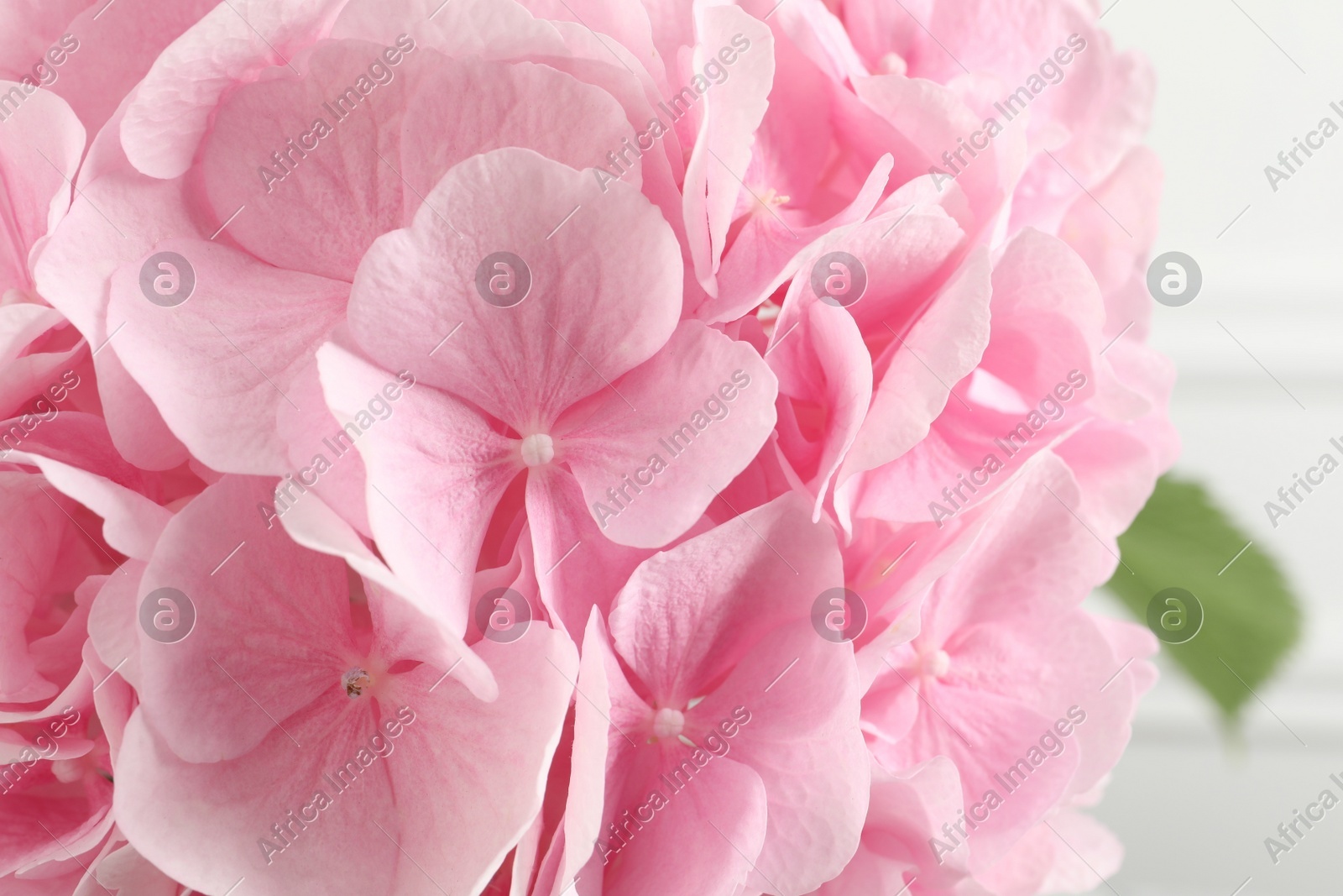 Beautiful pink hortensia flowers on light background, closeup Photo of Beautiful pink hortensia flowers on light background, closeup