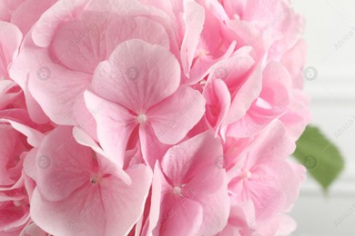 Beautiful pink hortensia flowers on light background, closeup Photo of Beautiful pink hortensia flowers on light background, closeup