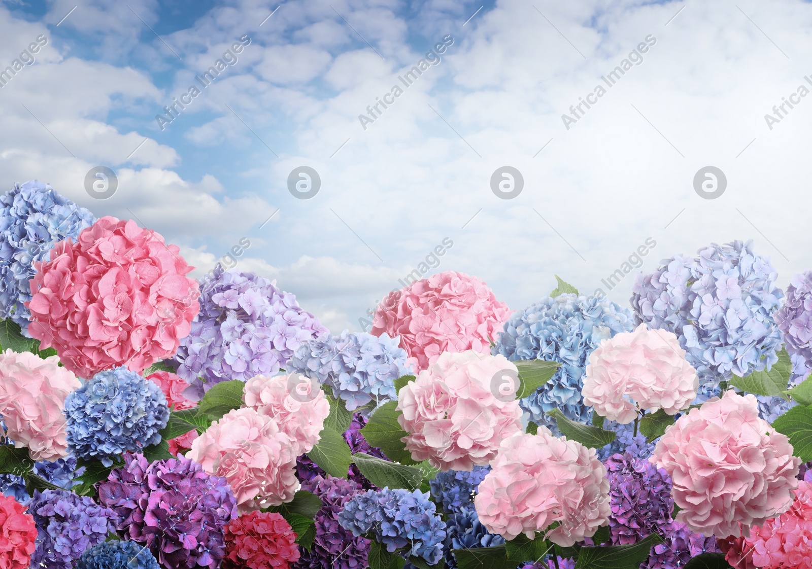 Image of Many different beautiful hortensia flowers against blue sky 