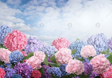 Many different beautiful hortensia flowers against blue sky Image of Many different beautiful hortensia flowers against blue sky