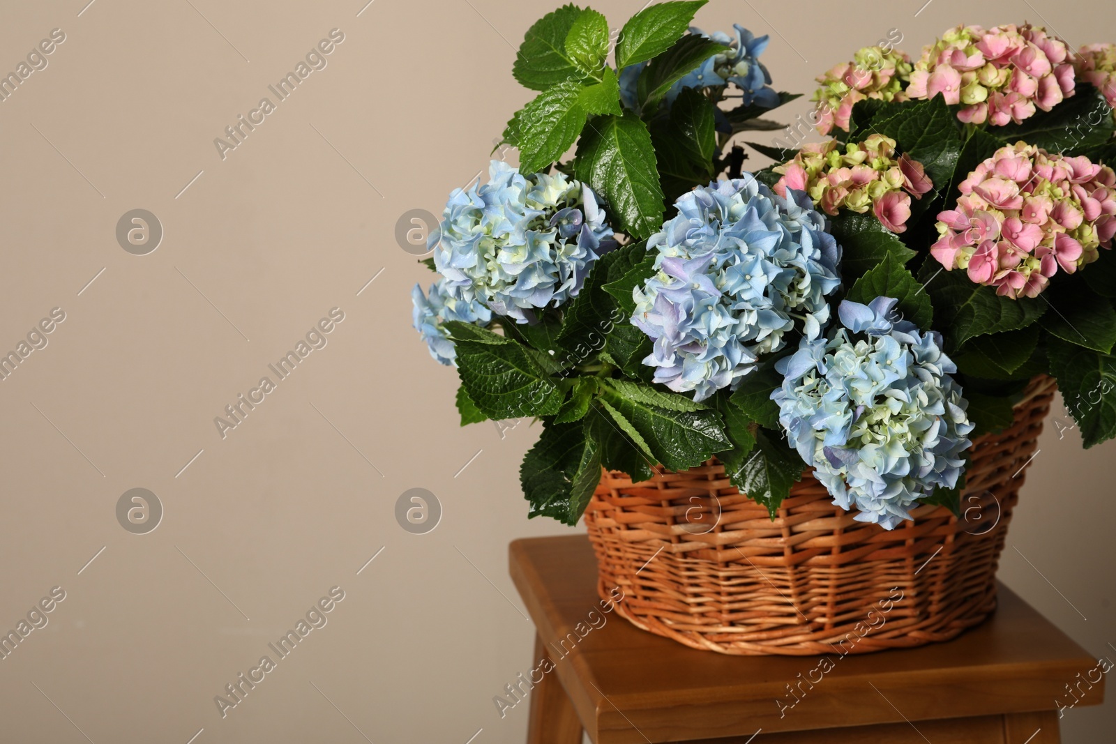 Beautiful hortensia flowers in basket on wooden table against beige background. Space for text Photo of Beautiful hortensia flowers in basket on wooden table against beige background. Space for text