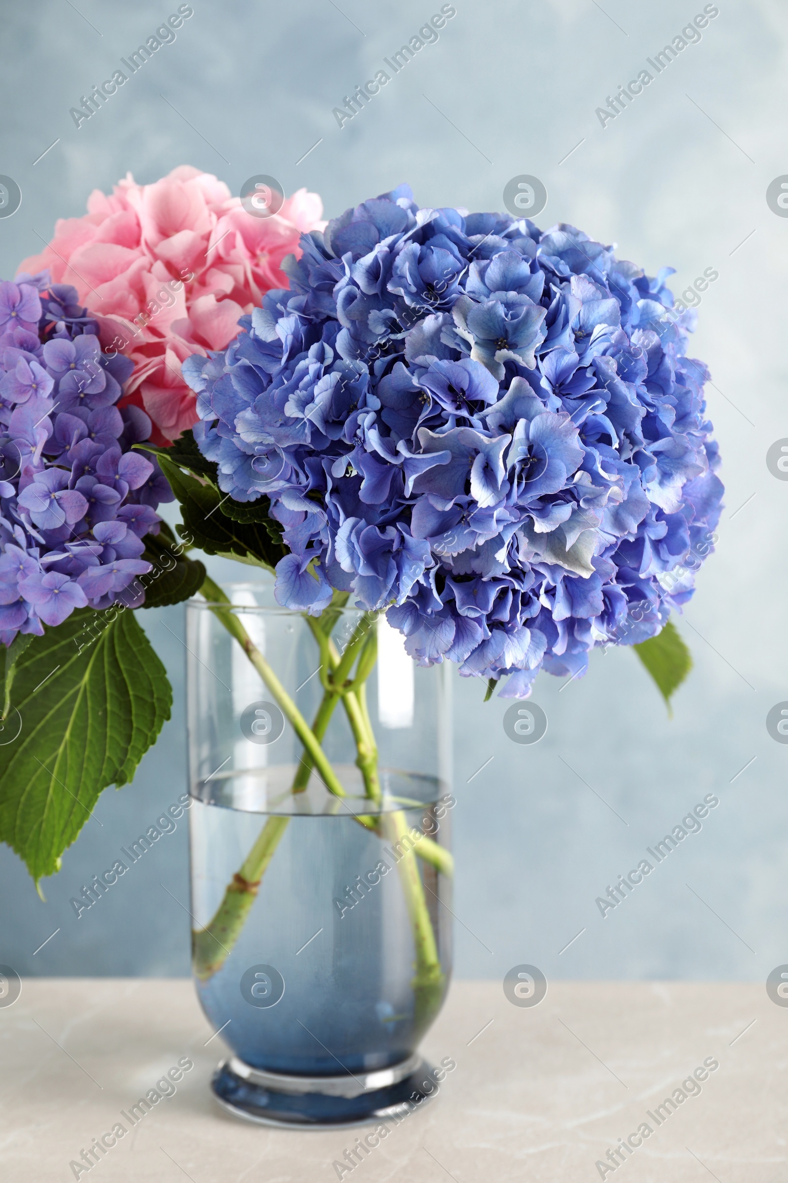 Vase with beautiful hortensia flowers on light table against color background Photo of Vase with beautiful hortensia flowers on light table against color background