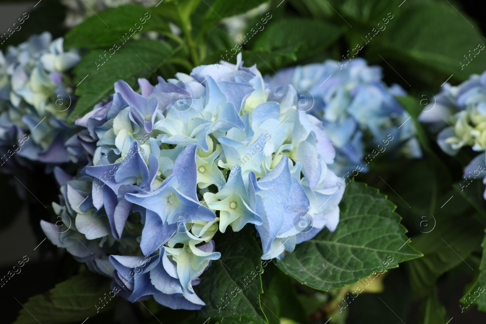 Beautiful hortensia plant with light blue flowers, closeup Photo of Beautiful hortensia plant with light blue flowers, closeup