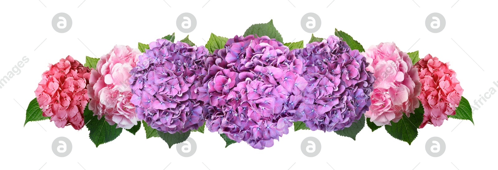 Image of Delicate beautiful hortensia flowers with green leaves on white background, top view. Banner design