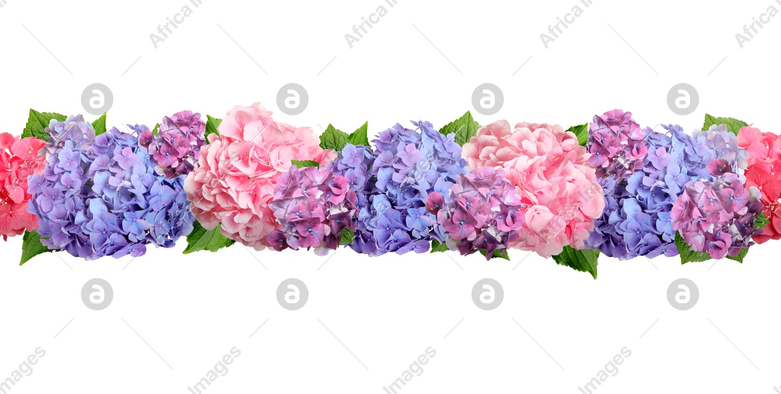 Delicate beautiful hortensia flowers with green leaves on white background, top view. Banner design Image of Delicate beautiful hortensia flowers with green leaves on white background, top view. Banner design