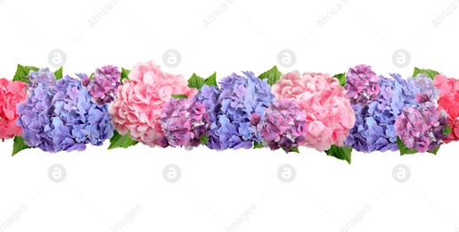 Delicate beautiful hortensia flowers with green leaves on white background, top view. Banner design Image of Delicate beautiful hortensia flowers with green leaves on white background, top view. Banner design