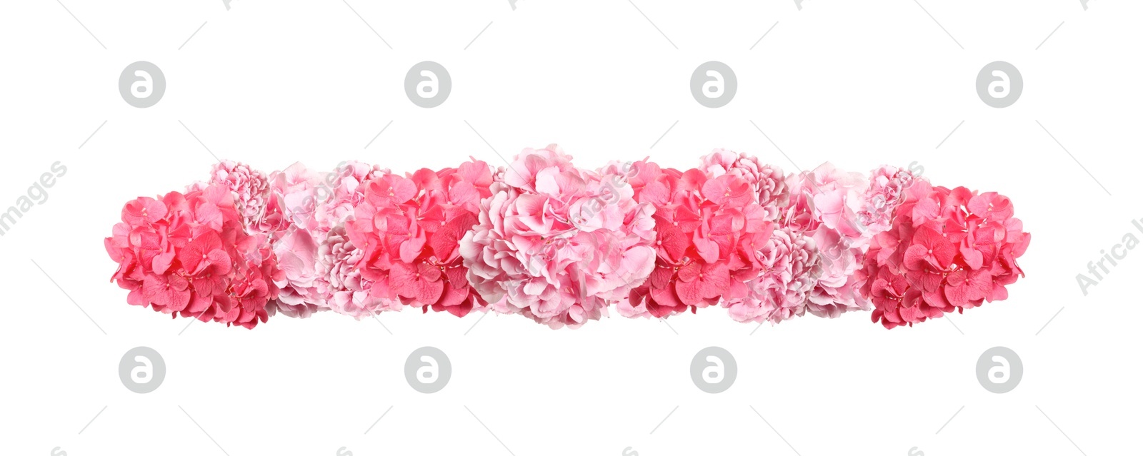 Delicate beautiful hortensia flowers on white background, top view. Banner design Image of Delicate beautiful hortensia flowers on white background, top view. Banner design