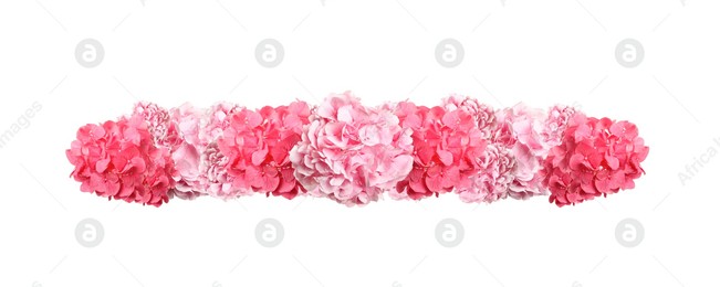 Delicate beautiful hortensia flowers on white background, top view. Banner design Image of Delicate beautiful hortensia flowers on white background, top view. Banner design