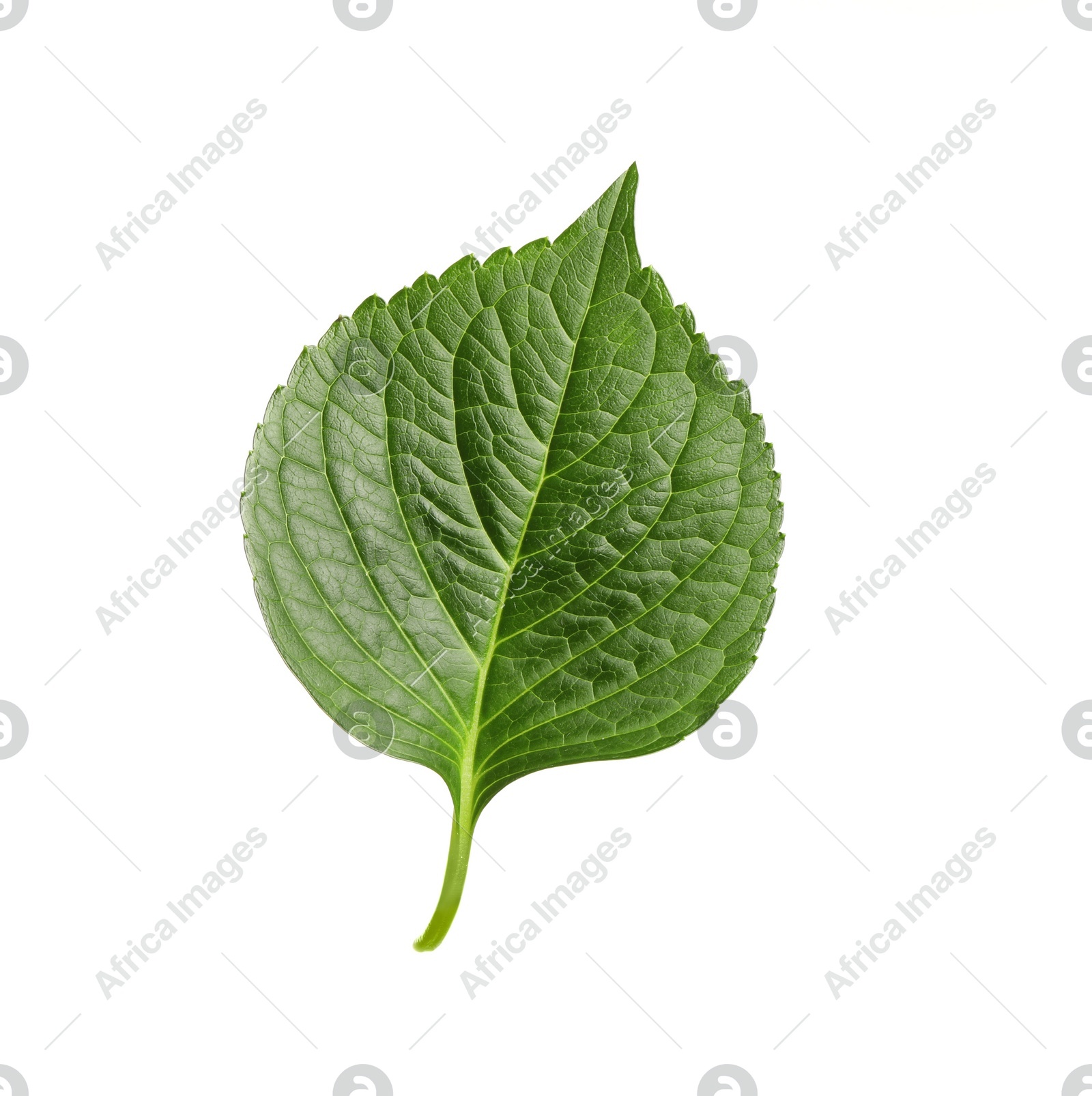 Fresh green hortensia leaf isolated on white Photo of Fresh green hortensia leaf isolated on white