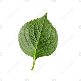 Fresh green hortensia leaf isolated on white Photo of Fresh green hortensia leaf isolated on white