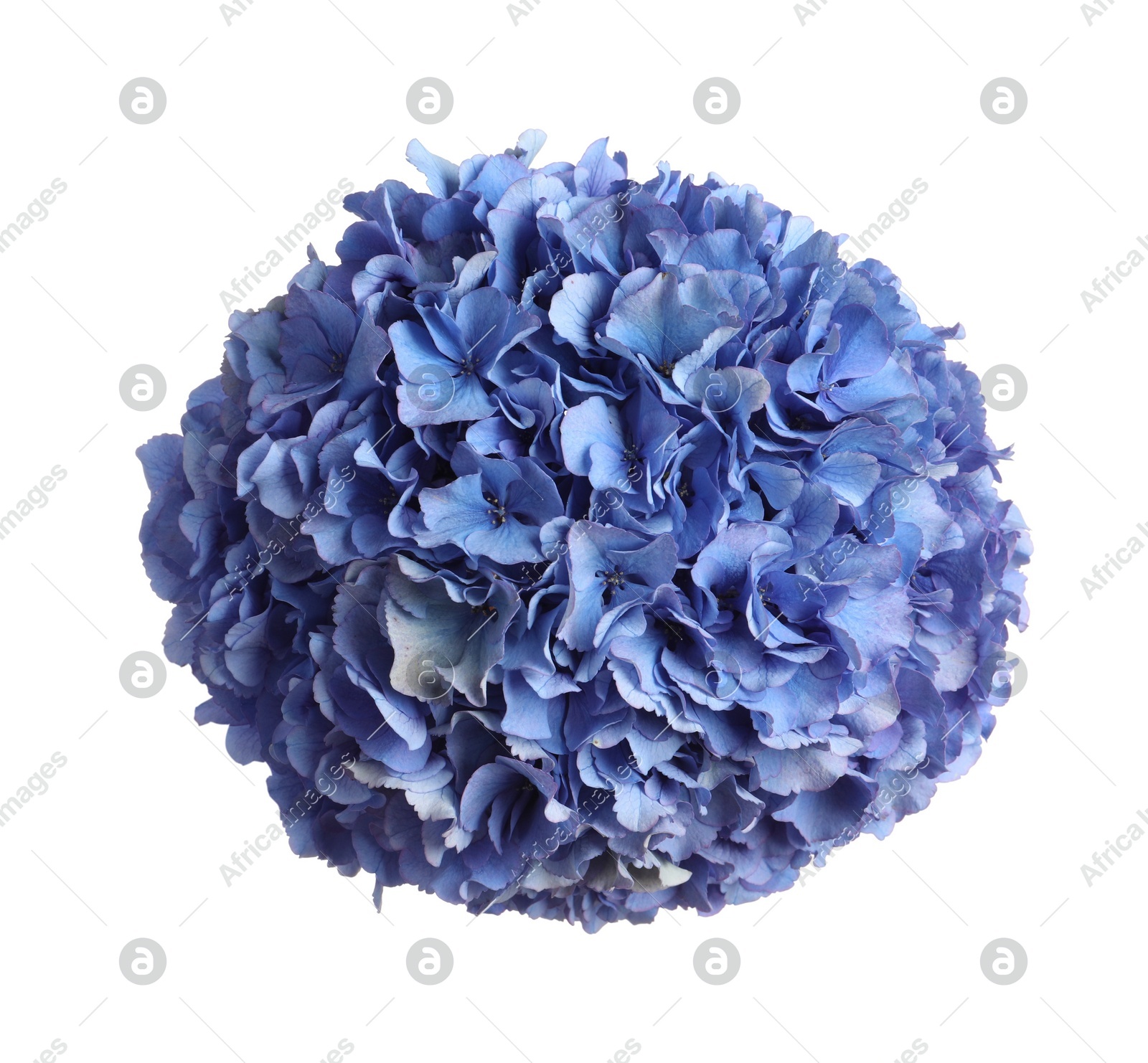 Delicate blue hortensia flowers on white background, top view Photo of Delicate blue hortensia flowers on white background, top view