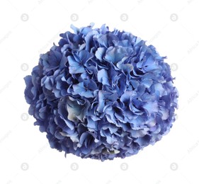 Delicate blue hortensia flowers on white background, top view Photo of Delicate blue hortensia flowers on white background, top view