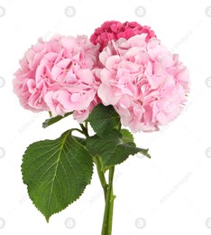 Bouquet of beautiful hortensia flowers on white background Photo of Bouquet of beautiful hortensia flowers on white background