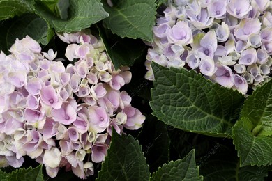 Beautiful hortensia plant with light flowers, closeup Photo of Beautiful hortensia plant with light flowers, closeup