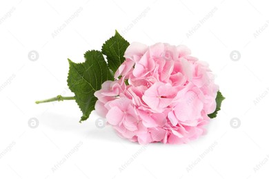 Branch of hortensia plant with delicate flowers on white background Photo of Branch of hortensia plant with delicate flowers on white background