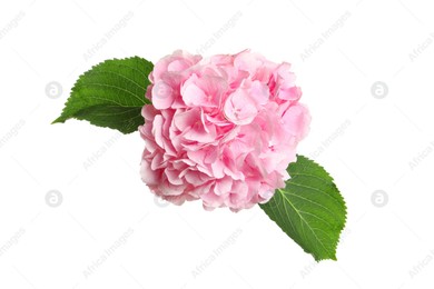 Delicate pink hortensia flowers with green leaves on white background, top view Photo of Delicate pink hortensia flowers with green leaves on white background, top view