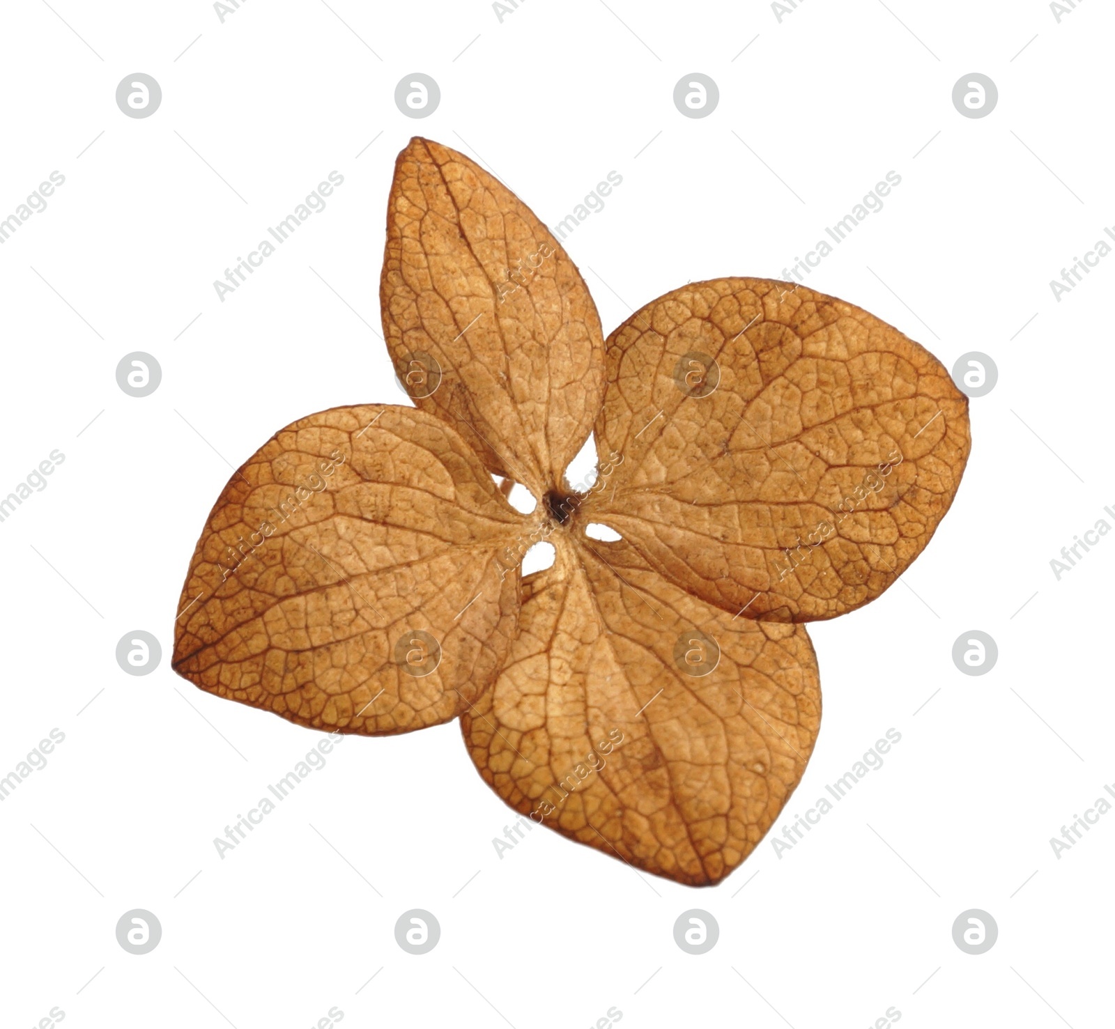Beautiful dried hortensia flower on white background Photo of Beautiful dried hortensia flower on white background
