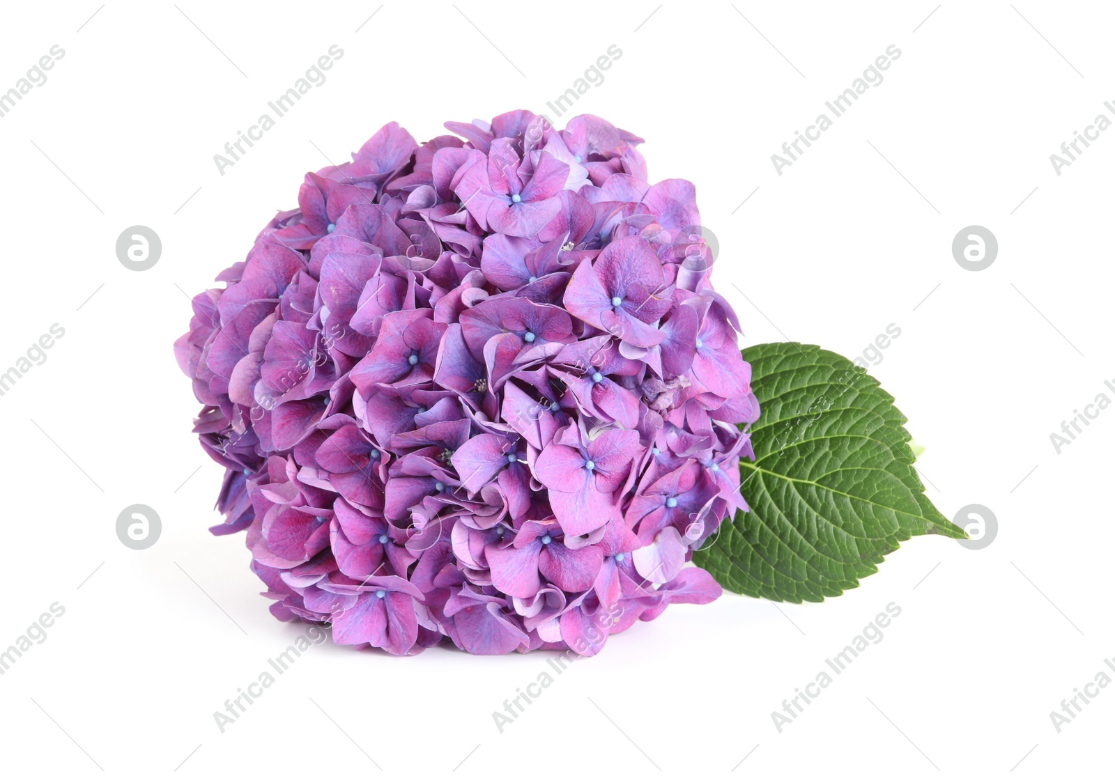 Branch of hortensia plant with delicate flowers on white background Photo of Branch of hortensia plant with delicate flowers on white background