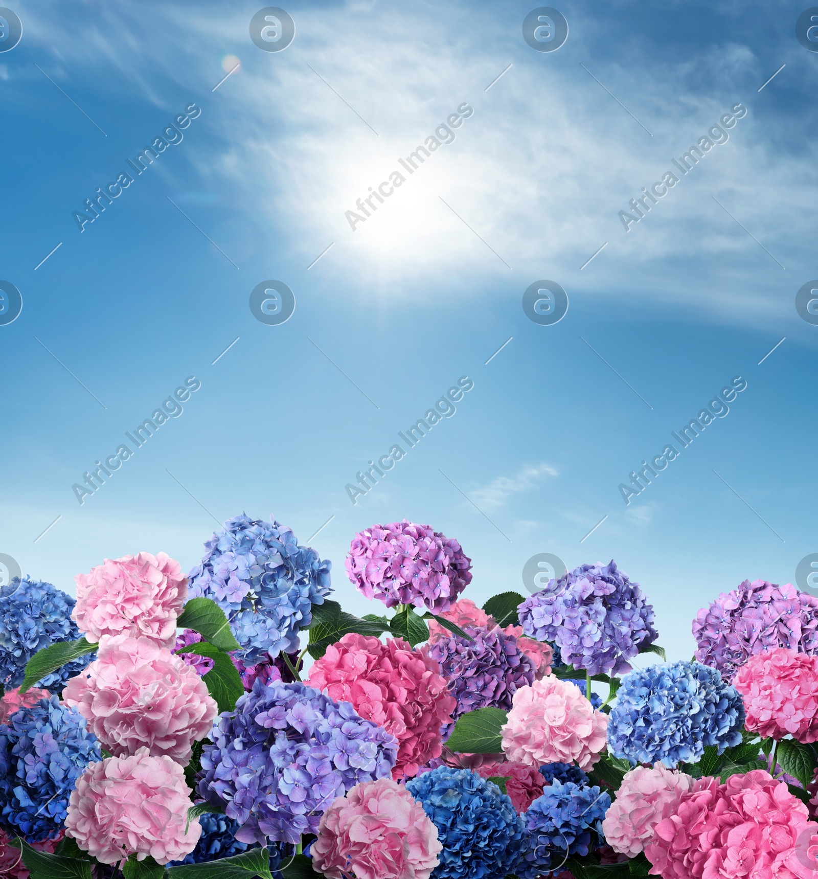 Image of Many different beautiful hortensia flowers against blue sky 