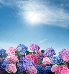 Many different beautiful hortensia flowers against blue sky Image of Many different beautiful hortensia flowers against blue sky