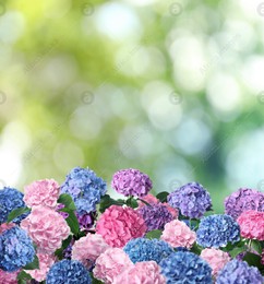 Many different beautiful hortensia flowers outdoors. Bokeh effect Image of Many different beautiful hortensia flowers outdoors. Bokeh effect