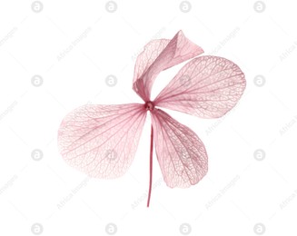 Beautiful pink hortensia flower isolated on white Photo of Beautiful pink hortensia flower isolated on white