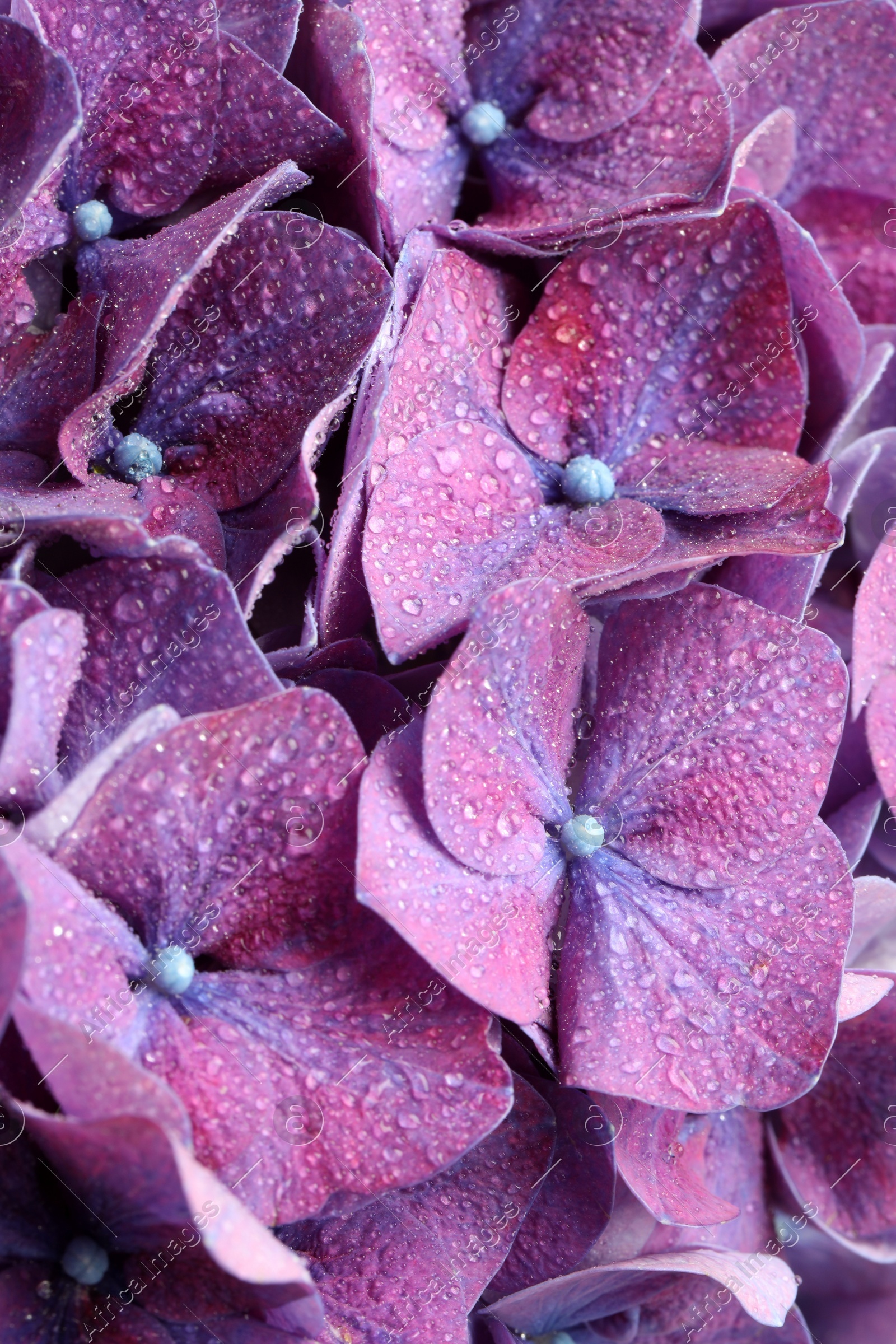 Photo of Beautiful violet hortensia flowers with water drops as background, closeup