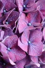 Beautiful violet hortensia flowers with water drops as background, closeup Photo of Beautiful violet hortensia flowers with water drops as background, closeup
