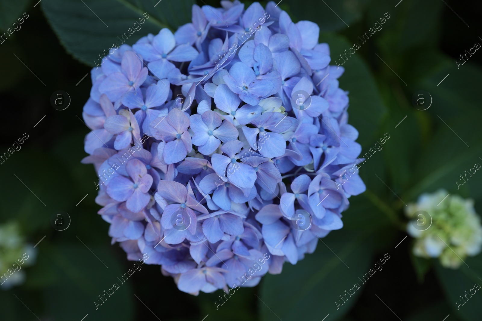Beautiful blue hortensia flower in park, top view Photo of Beautiful blue hortensia flower in park, top view