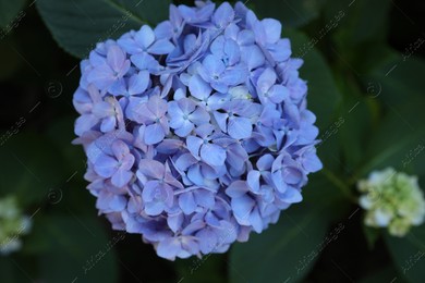 Beautiful blue hortensia flower in park, top view Photo of Beautiful blue hortensia flower in park, top view