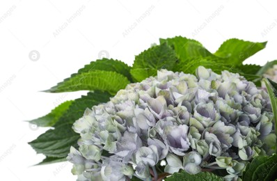 Beautiful blooming hortensia plant isolated on white Photo of Beautiful blooming hortensia plant isolated on white
