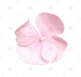 Beautiful light pink hortensia plant floret isolated on white Photo of Beautiful light pink hortensia plant floret isolated on white