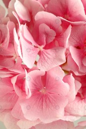 Beautiful pink hortensia flowers as background, closeup Photo of Beautiful pink hortensia flowers as background, closeup