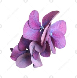 Beautiful violet hortensia plant florets on white background Photo of Beautiful violet hortensia plant florets on white background