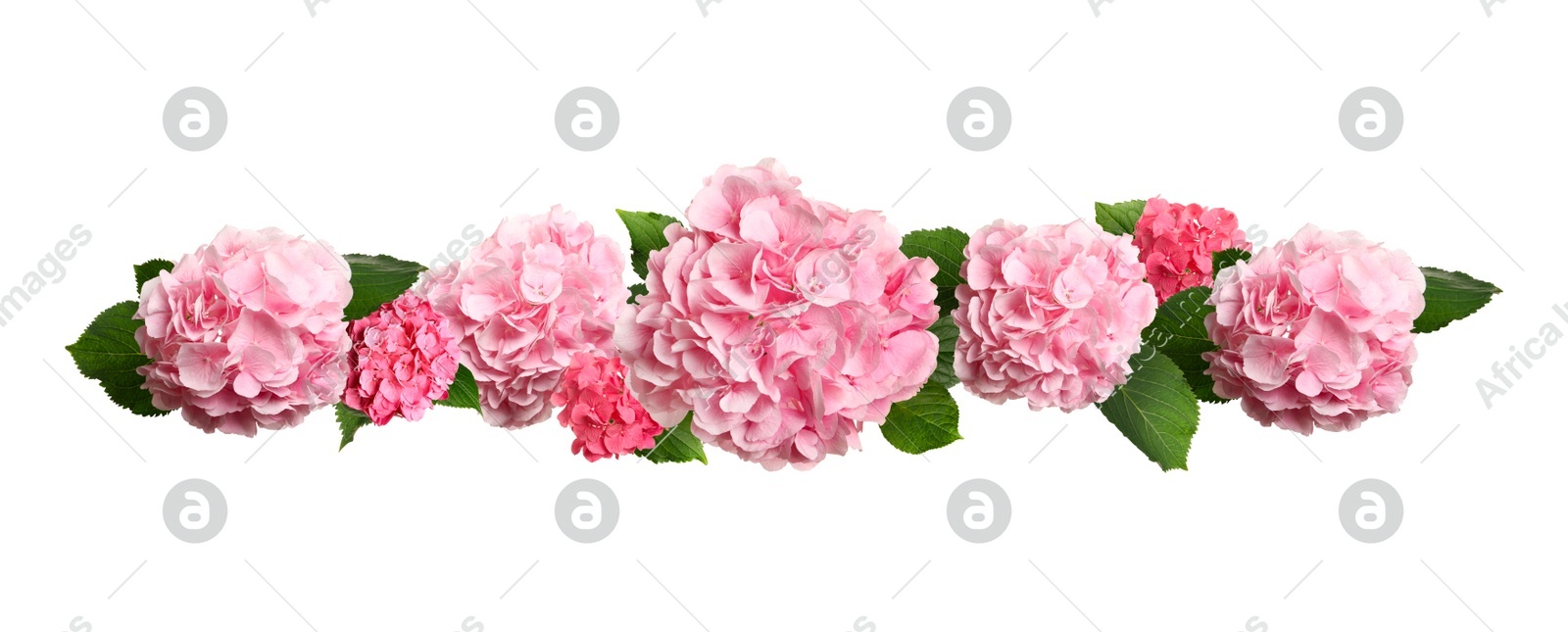 Delicate beautiful hortensia flowers with green leaves on white background, top view. Banner design Image of Delicate beautiful hortensia flowers with green leaves on white background, top view. Banner design