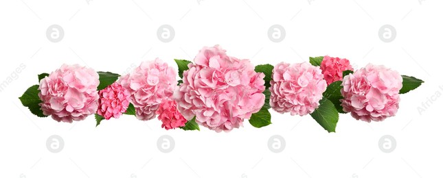 Delicate beautiful hortensia flowers with green leaves on white background, top view. Banner design Image of Delicate beautiful hortensia flowers with green leaves on white background, top view. Banner design