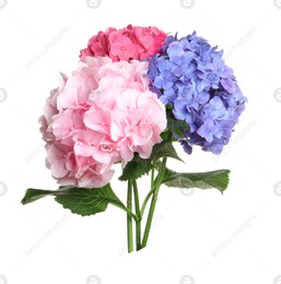 Bouquet of beautiful hortensia flowers on white background Photo of Bouquet of beautiful hortensia flowers on white background