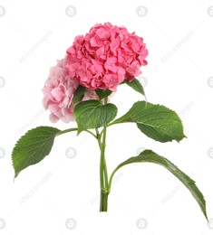 Bouquet of beautiful hortensia flowers on white background Photo of Bouquet of beautiful hortensia flowers on white background