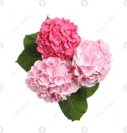 Bouquet of beautiful hortensia flowers on white background, top view Photo of Bouquet of beautiful hortensia flowers on white background, top view