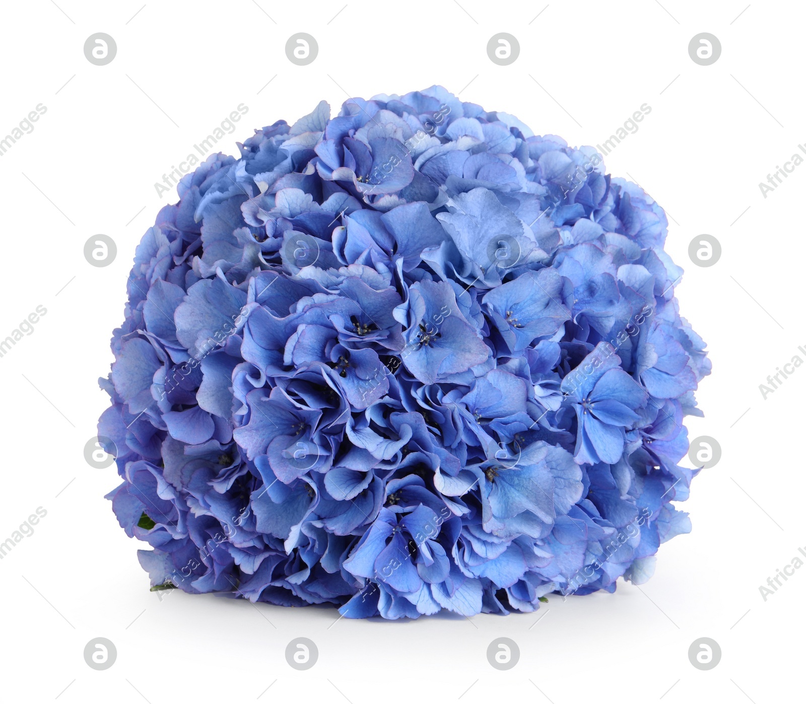 Delicate blue hortensia flowers on white background Photo of Delicate blue hortensia flowers on white background