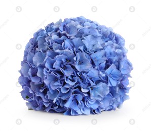 Delicate blue hortensia flowers on white background Photo of Delicate blue hortensia flowers on white background