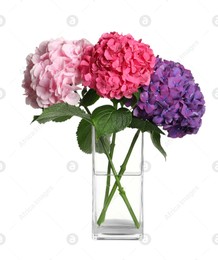 Bouquet with beautiful hortensia flowers isolated on white Photo of Bouquet with beautiful hortensia flowers isolated on white