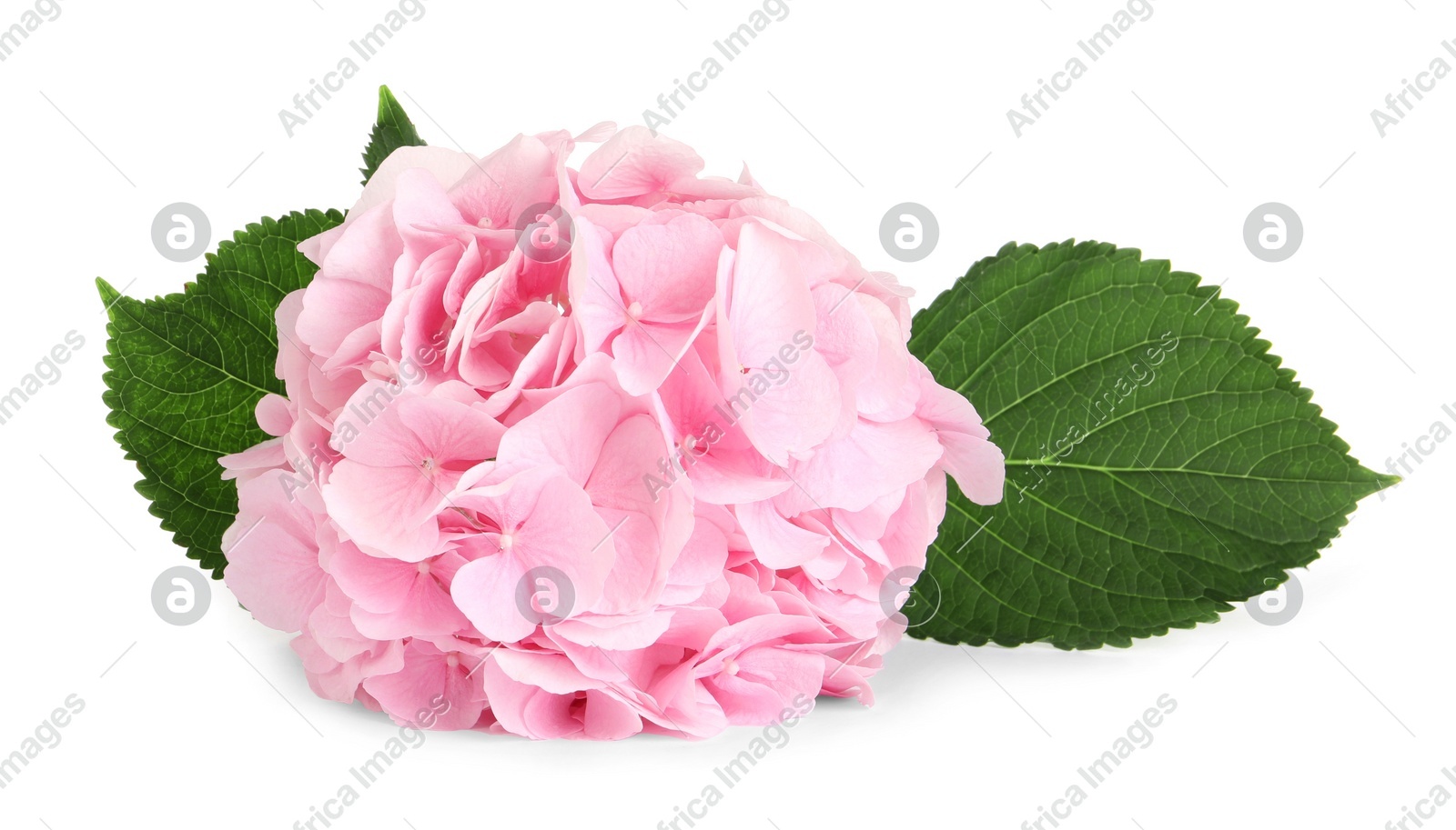 Branch of hortensia plant with delicate flowers on white background Photo of Branch of hortensia plant with delicate flowers on white background