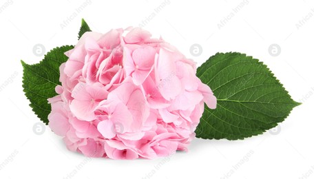 Branch of hortensia plant with delicate flowers on white background Photo of Branch of hortensia plant with delicate flowers on white background