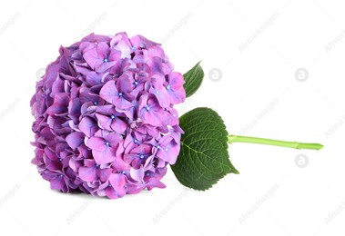 Branch of hortensia plant with delicate flowers on white background Photo of Branch of hortensia plant with delicate flowers on white background