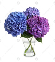 Bouquet with beautiful hortensia flowers isolated on white Photo of Bouquet with beautiful hortensia flowers isolated on white