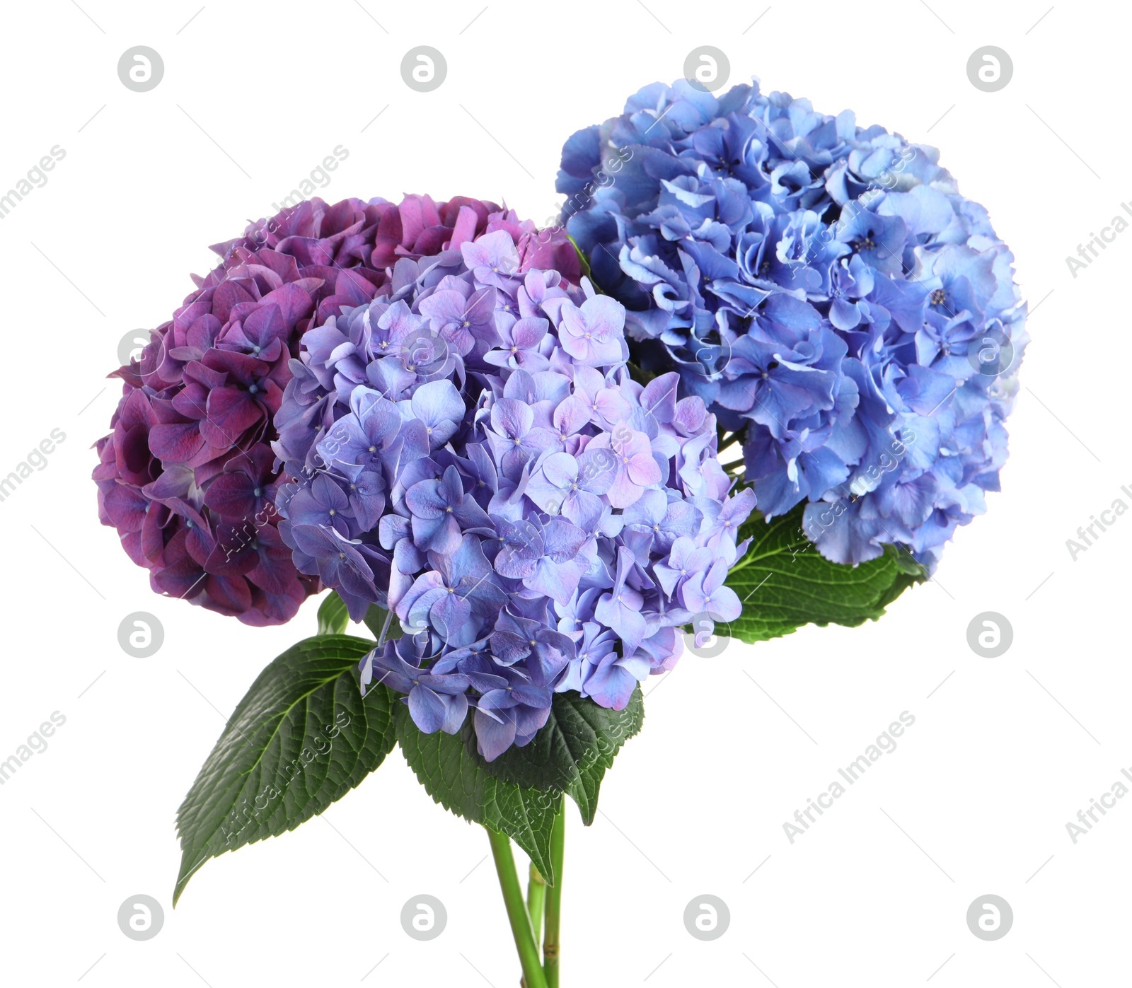 Photo of Bouquet of beautiful hortensia flowers on white background