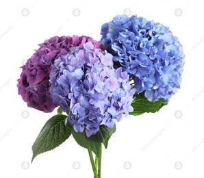 Bouquet of beautiful hortensia flowers on white background Photo of Bouquet of beautiful hortensia flowers on white background