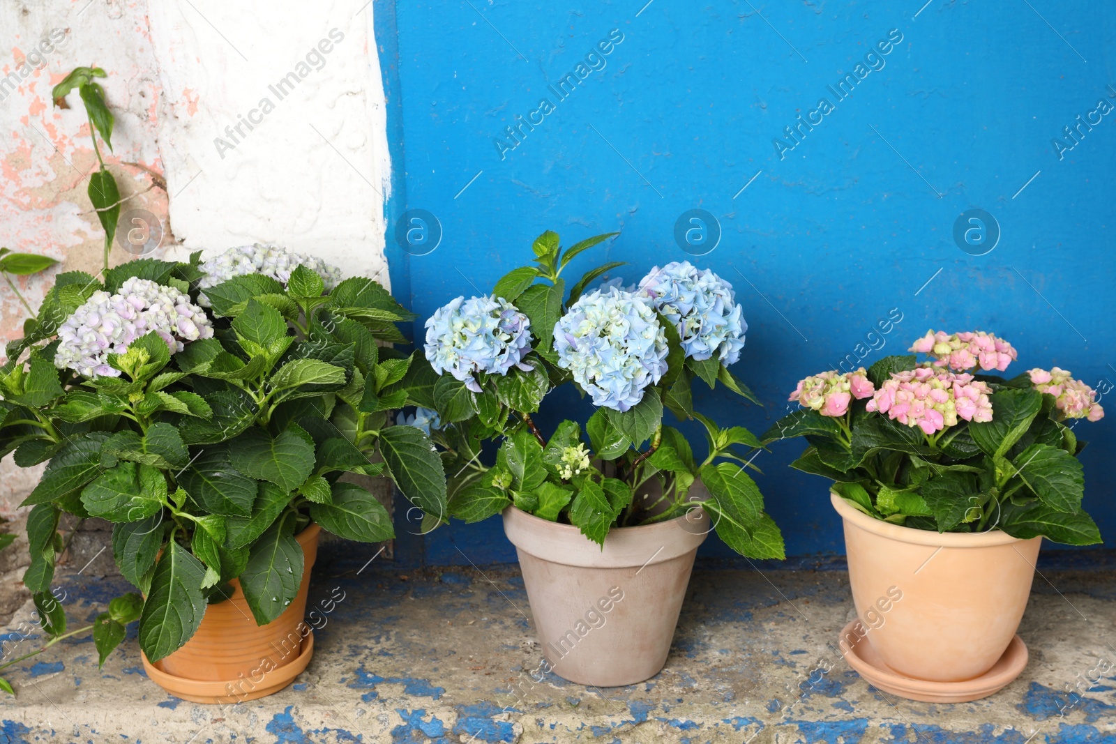 Beautiful blooming hortensia plants in pots outdoors. Space for text Photo of Beautiful blooming hortensia plants in pots outdoors. Space for text